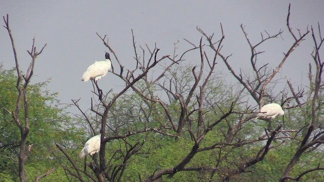 Ibis à tête noire - ML615635927