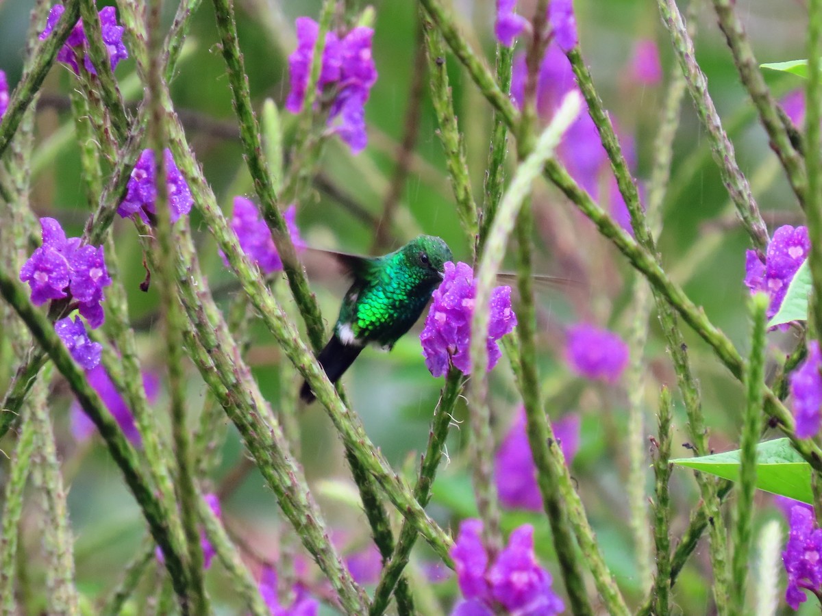 kolibřík zahradní - ML615635932