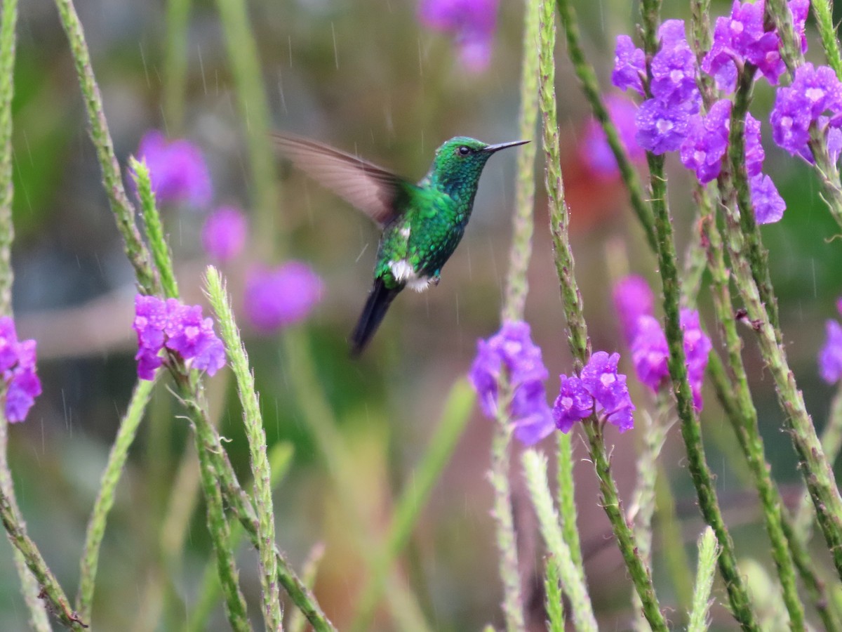kolibřík zahradní - ML615635936