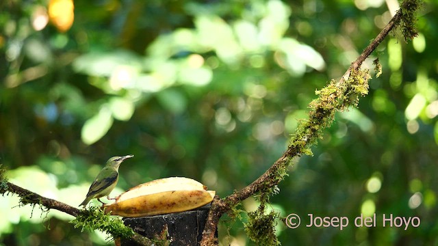 Red-legged Honeycreeper - ML615635942