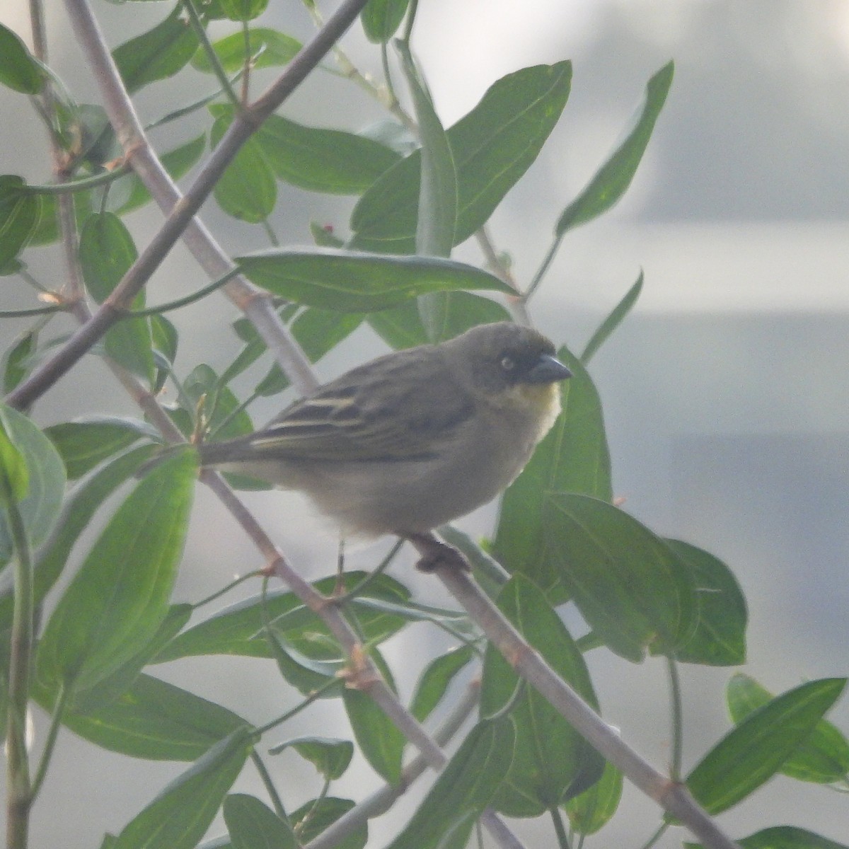 Baglafecht Weaver - ML615636021