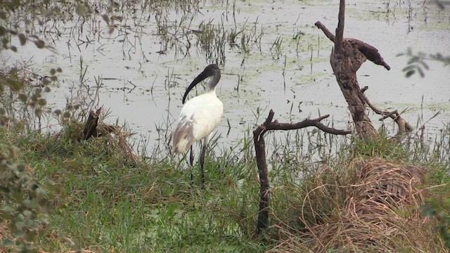 Ibis à tête noire - ML615636063