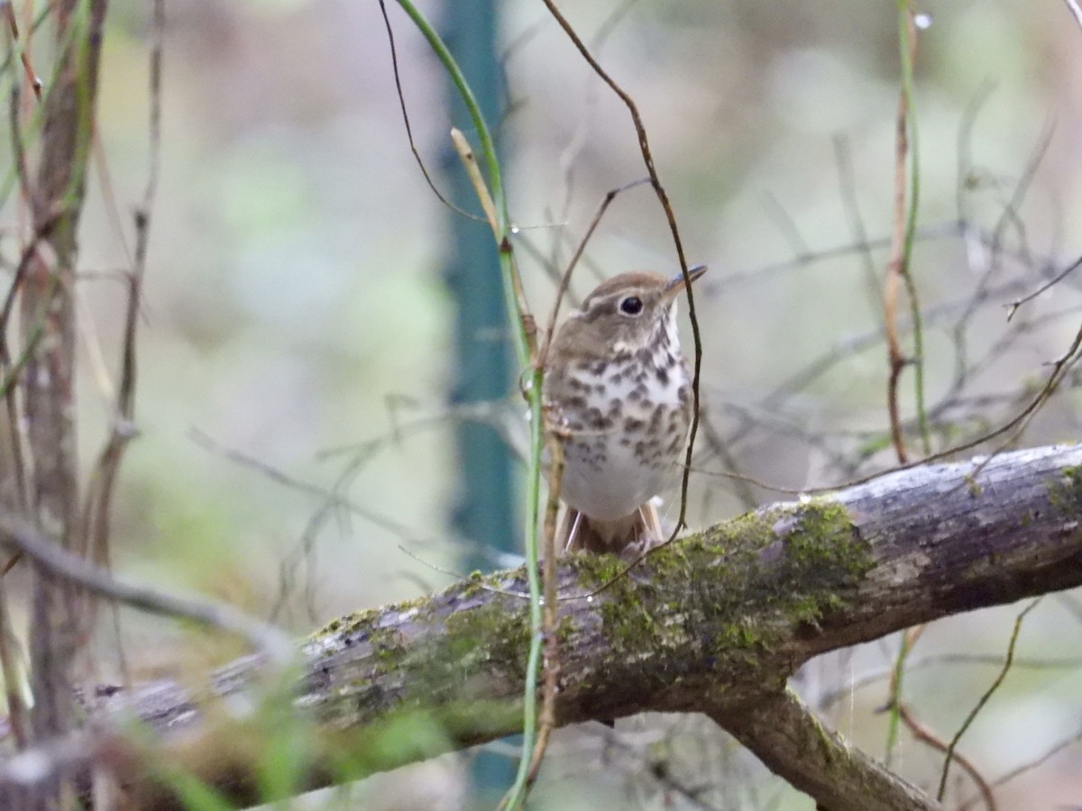 Hermit Thrush - ML615636085