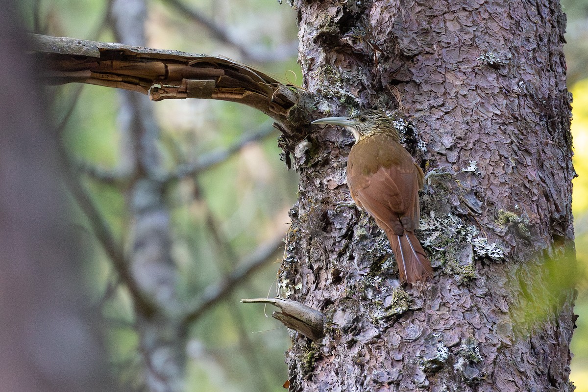Strong-billed Woodcreeper - ML615636095