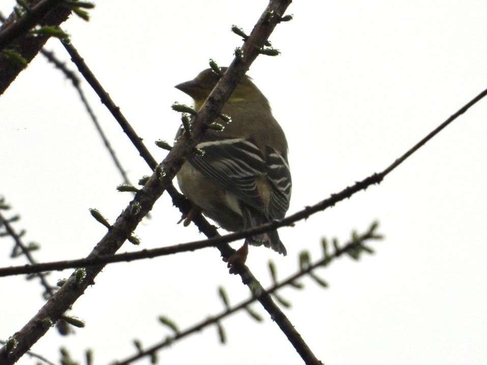 American Goldfinch - ML615636100