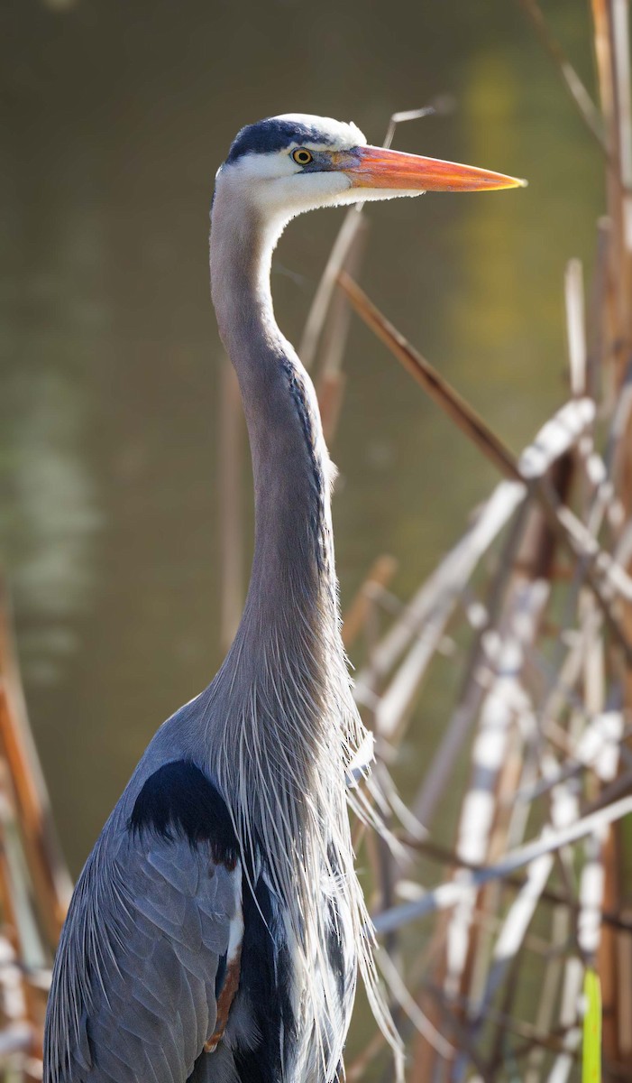 Great Blue Heron - ML615636115