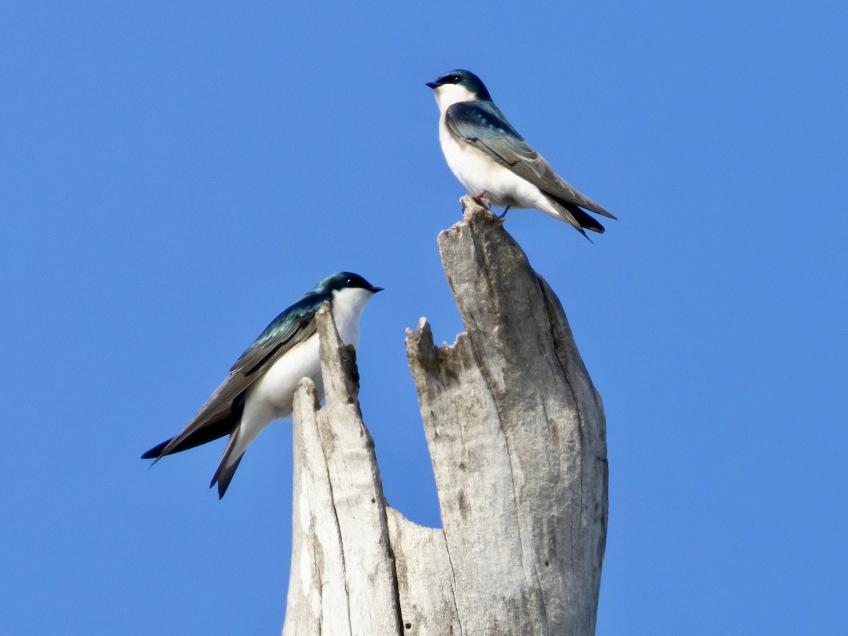 Tree Swallow - ML615636123