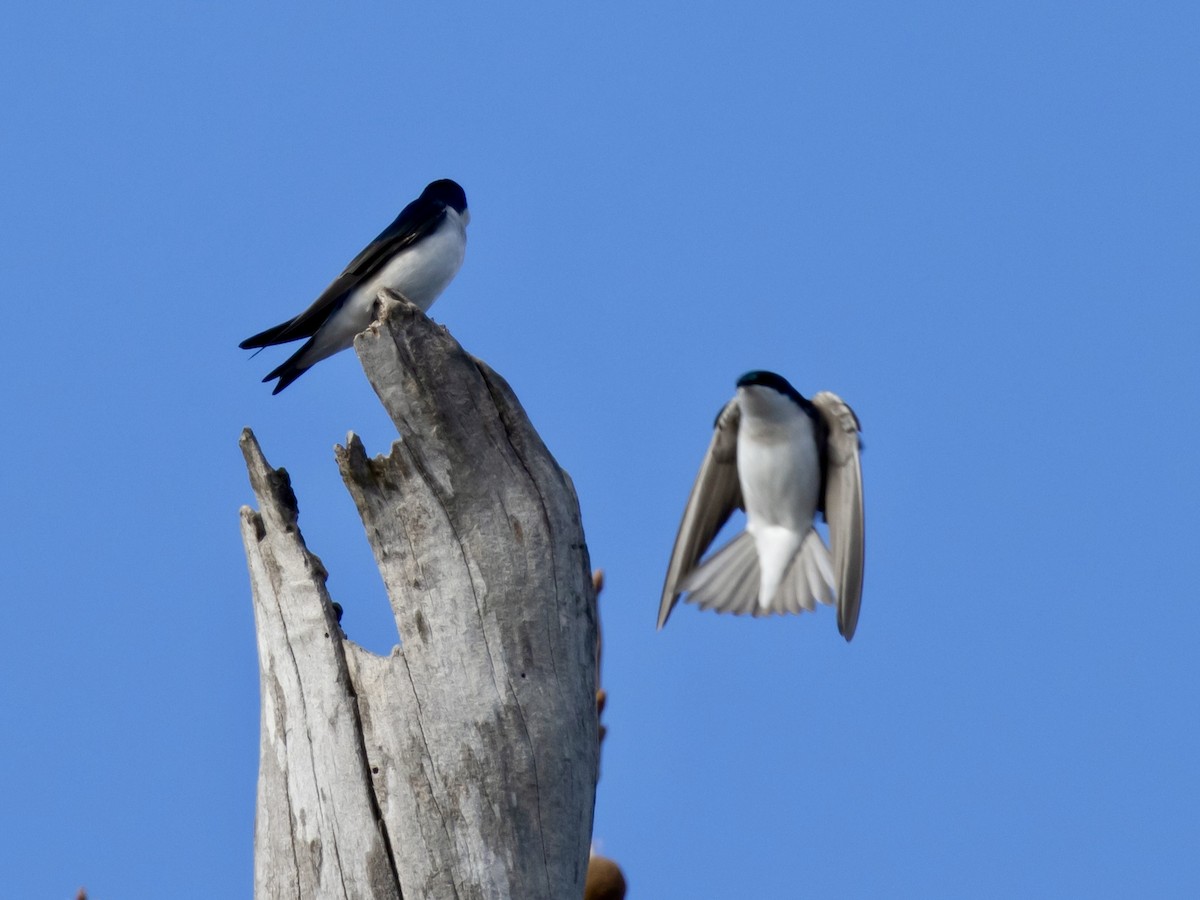 Tree Swallow - ML615636124