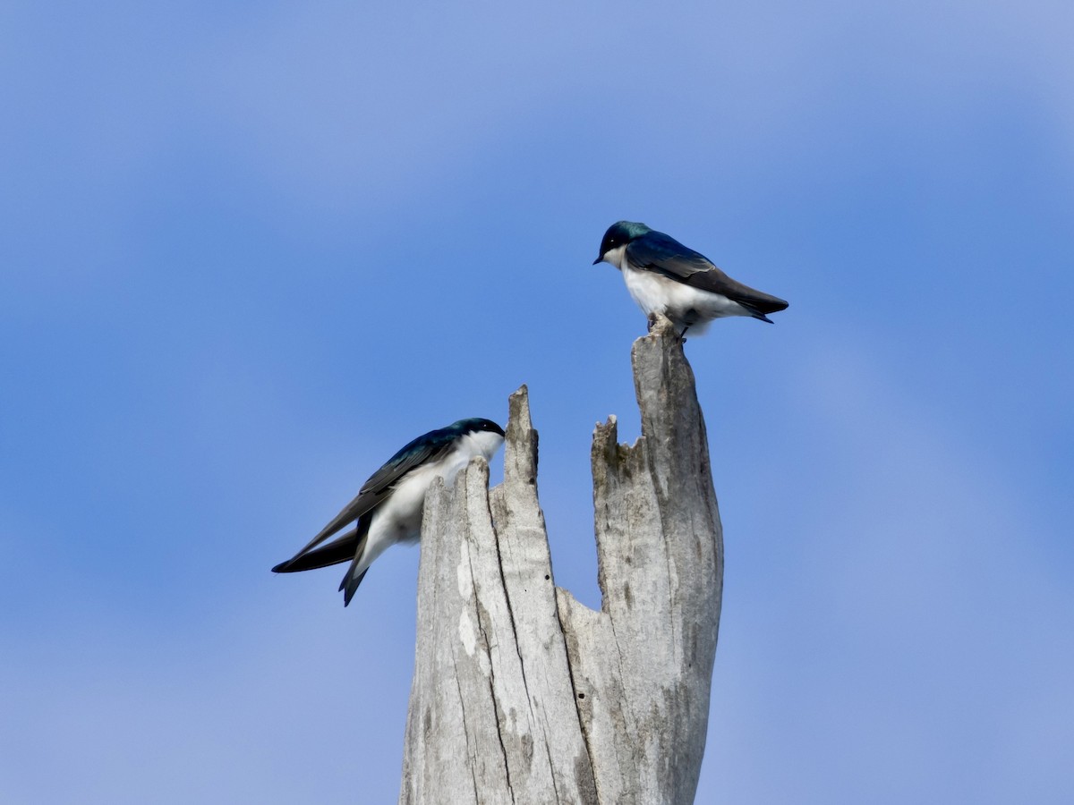 Tree Swallow - ML615636125