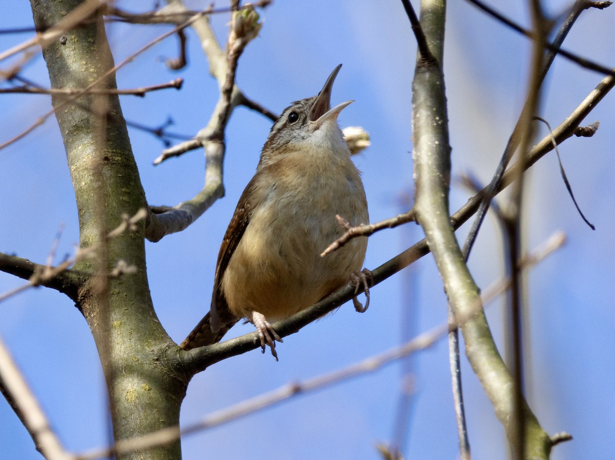 Carolina Wren - ML615636129