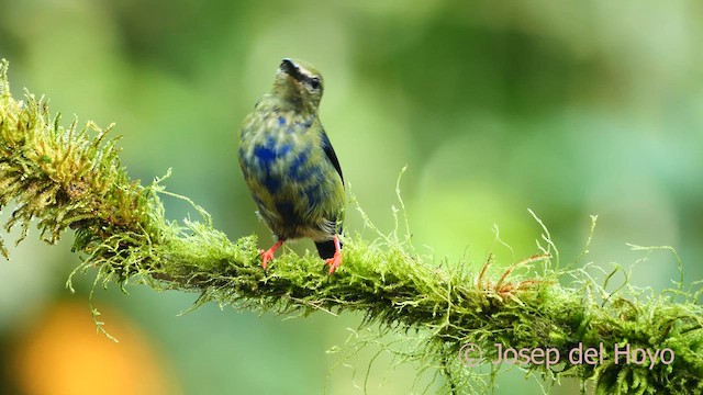 Red-legged Honeycreeper - ML615636132