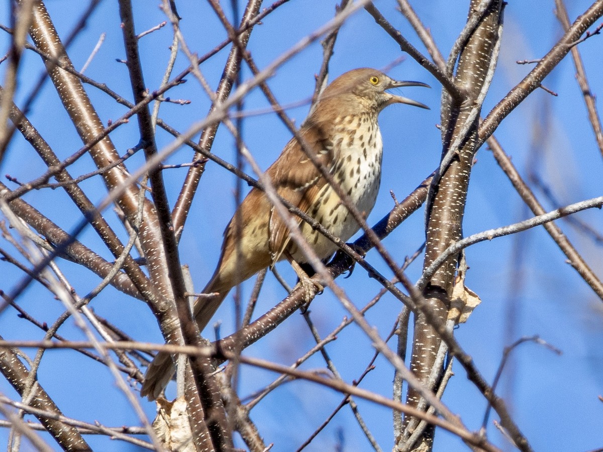 Brown Thrasher - ML615636133