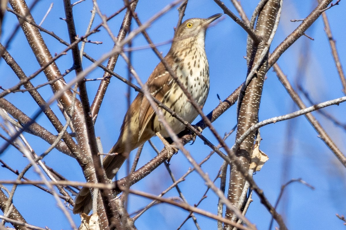 Brown Thrasher - ML615636134