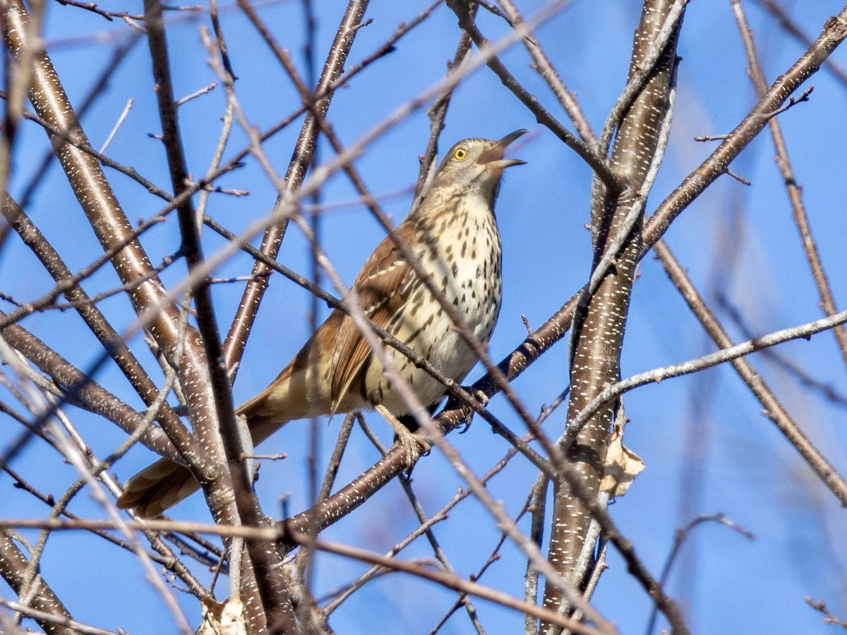 Brown Thrasher - ML615636135