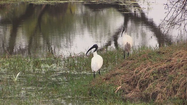 Ibis à tête noire - ML615636141