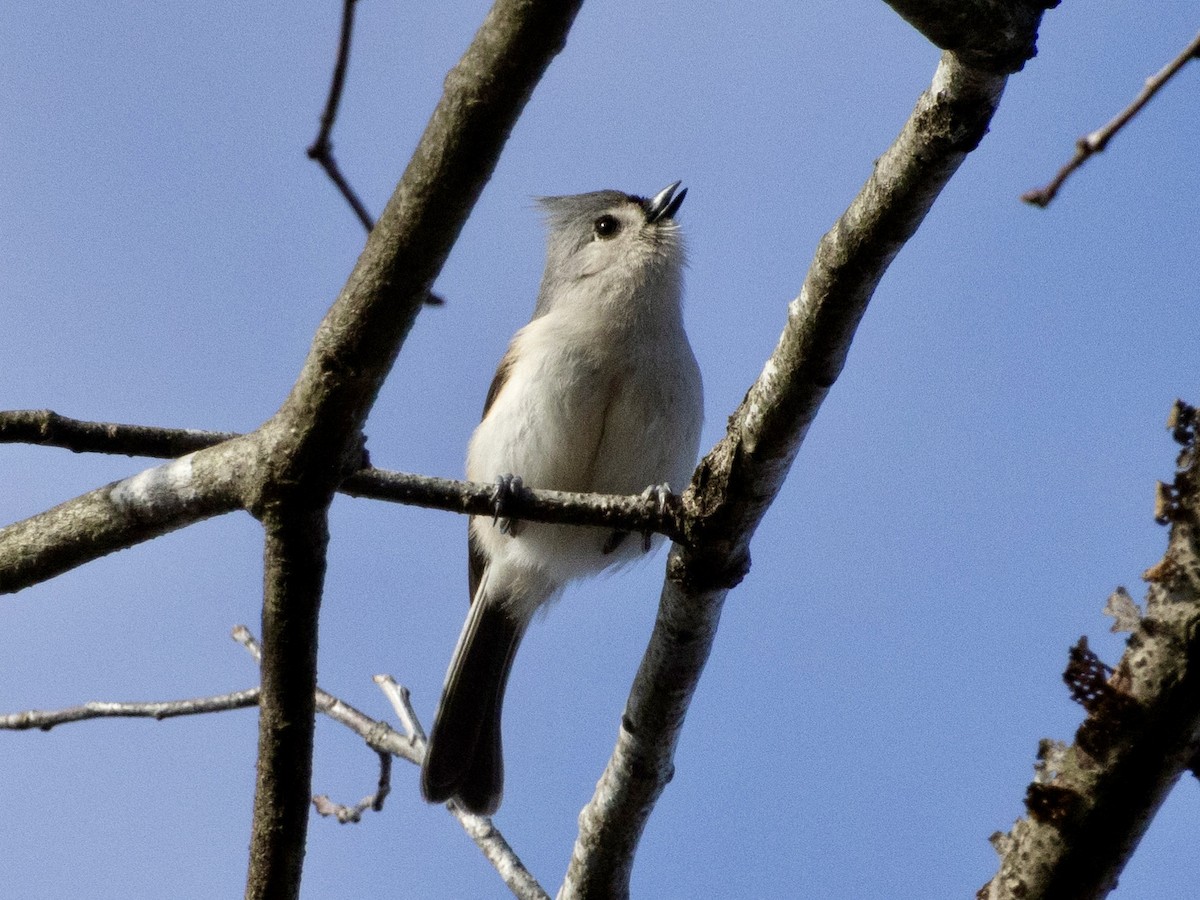 Tufted Titmouse - ML615636152