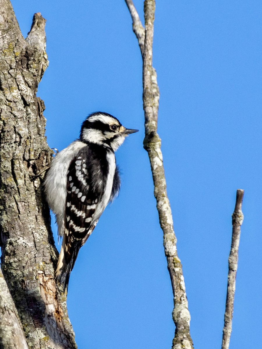 Downy Woodpecker - ML615636155