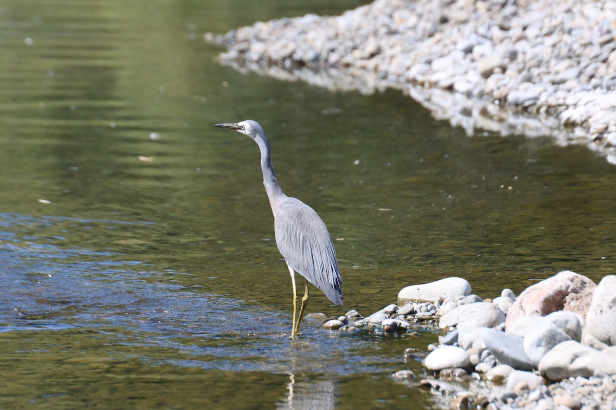 White-faced Heron - ML615636156