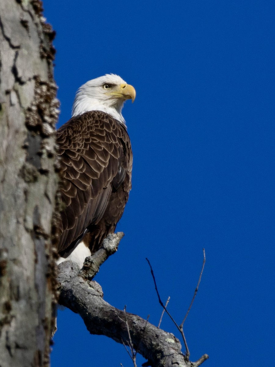 Bald Eagle - ML615636158