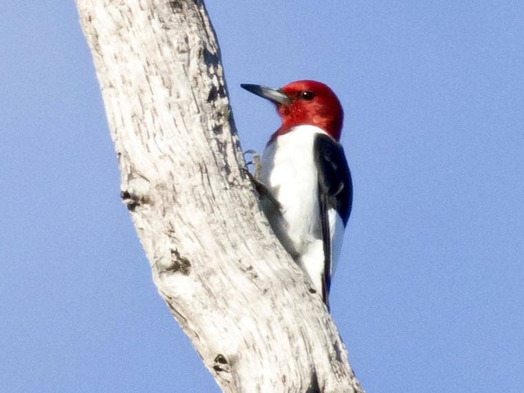 Red-headed Woodpecker - ML615636164