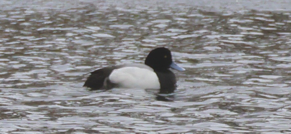 Greater Scaup - ML615636165