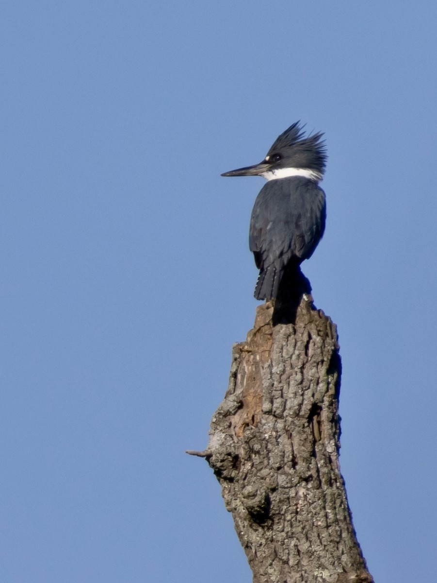 Belted Kingfisher - ML615636169