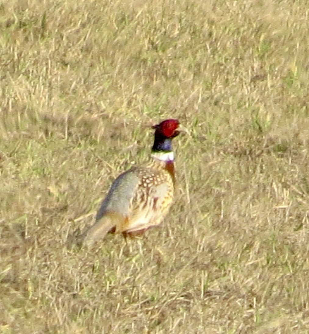 Ring-necked Pheasant - ML615636178