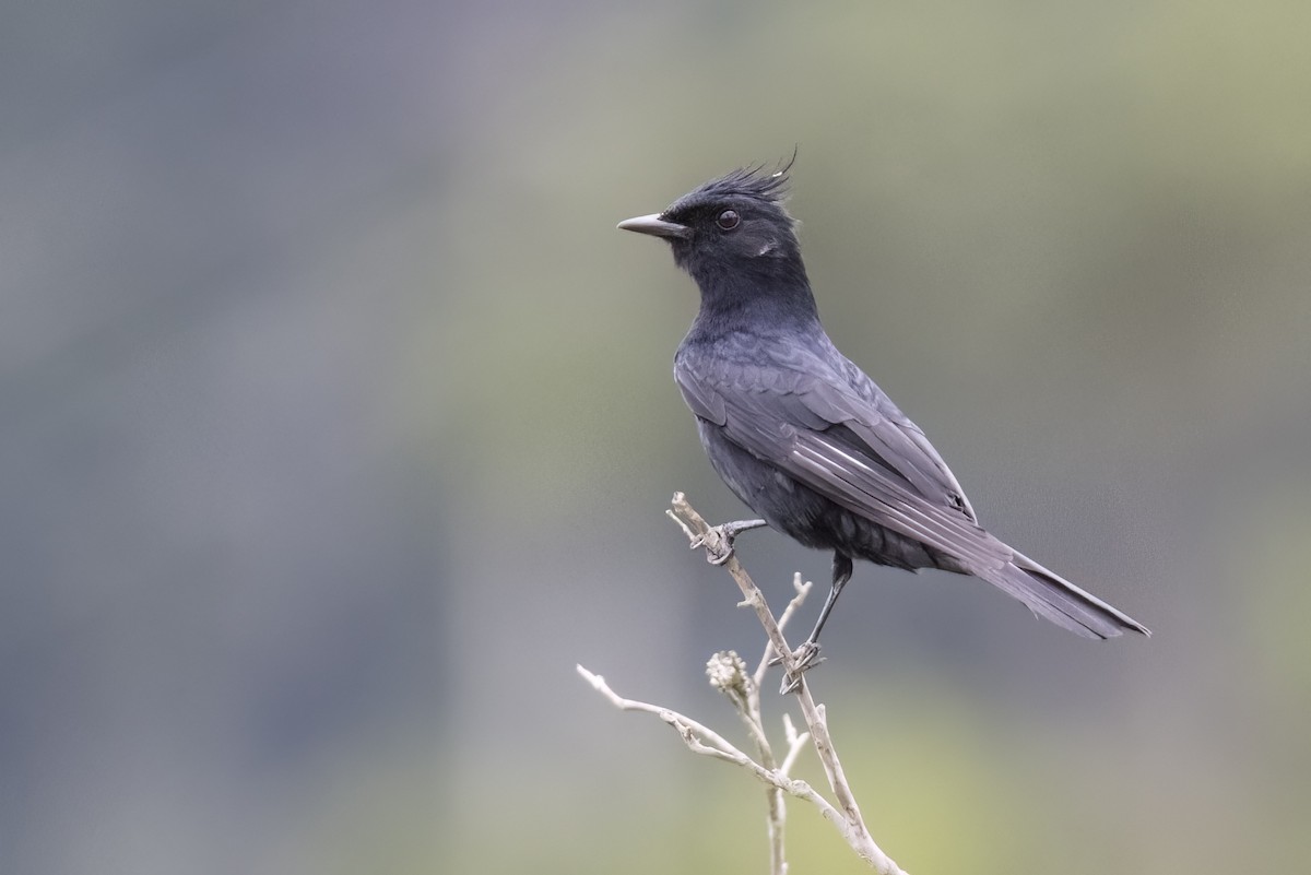 Crested Black-Tyrant - Robert Lockett