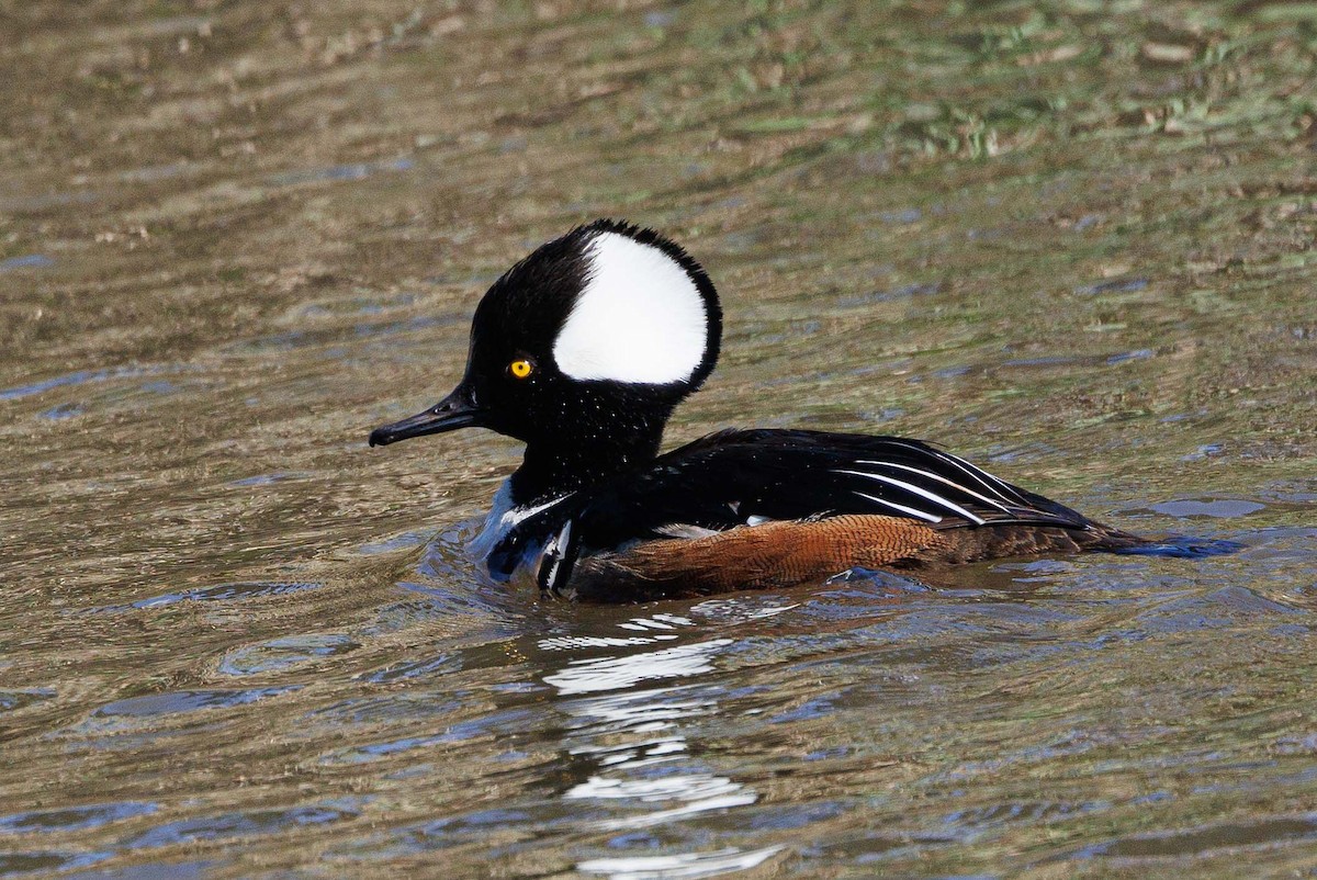 Hooded Merganser - ML615636265