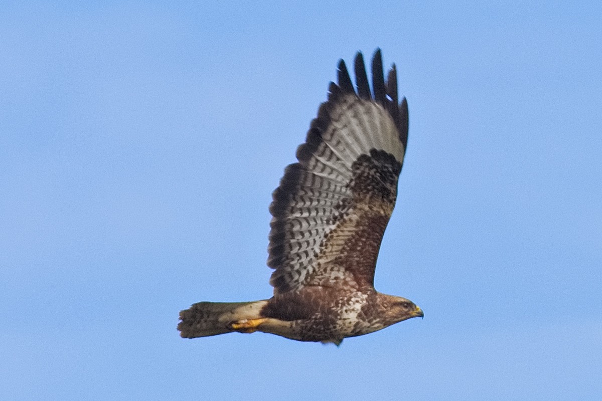 Common Buzzard - ML615636267