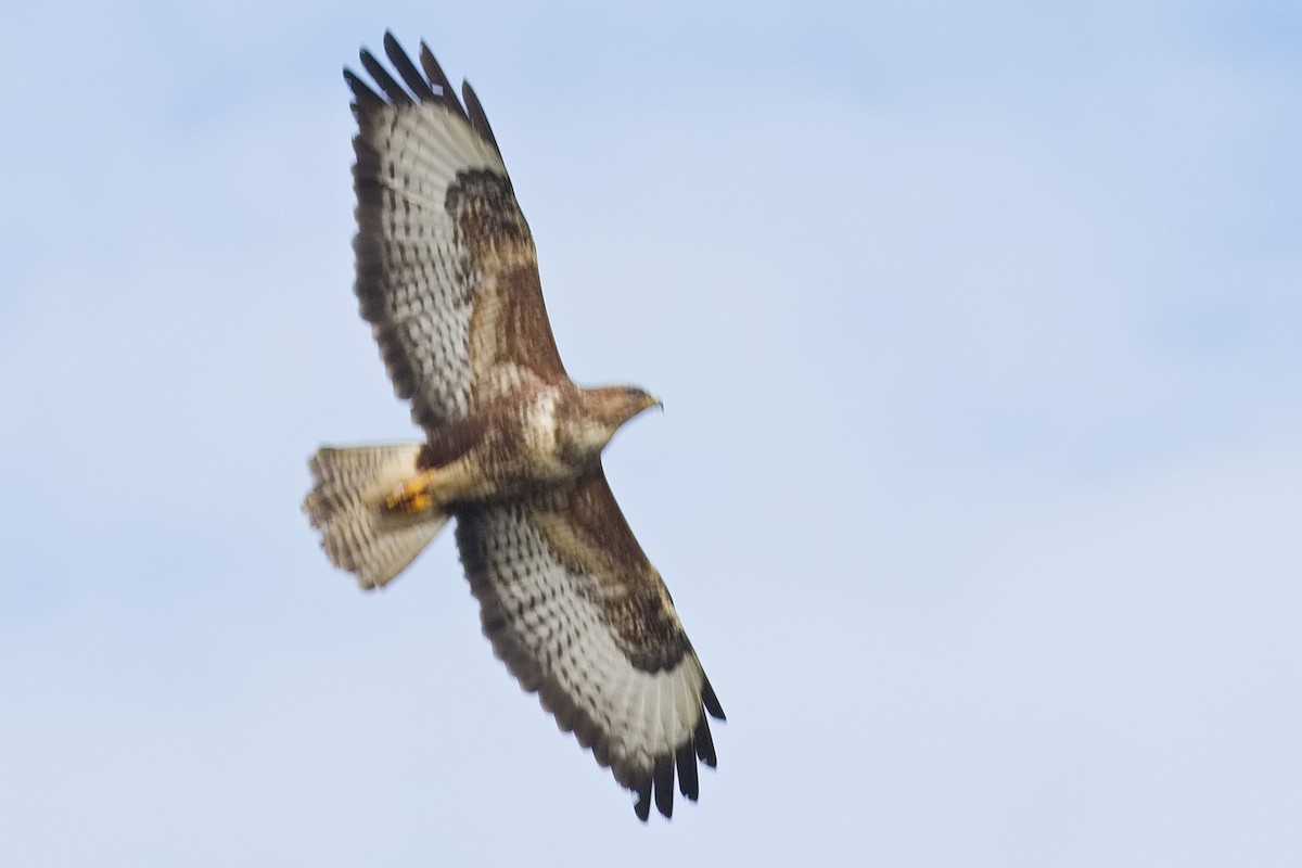 Common Buzzard - ML615636269