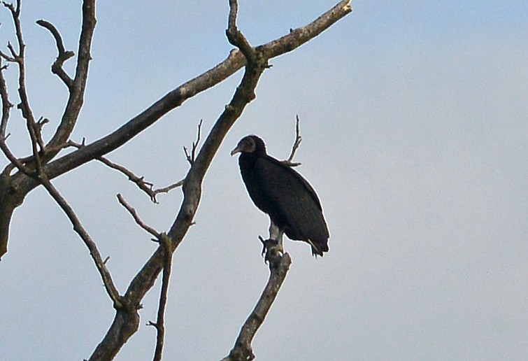 Black Vulture - Bill Telfair
