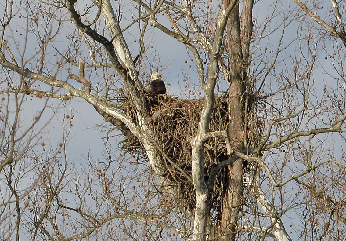 Bald Eagle - Bill Telfair