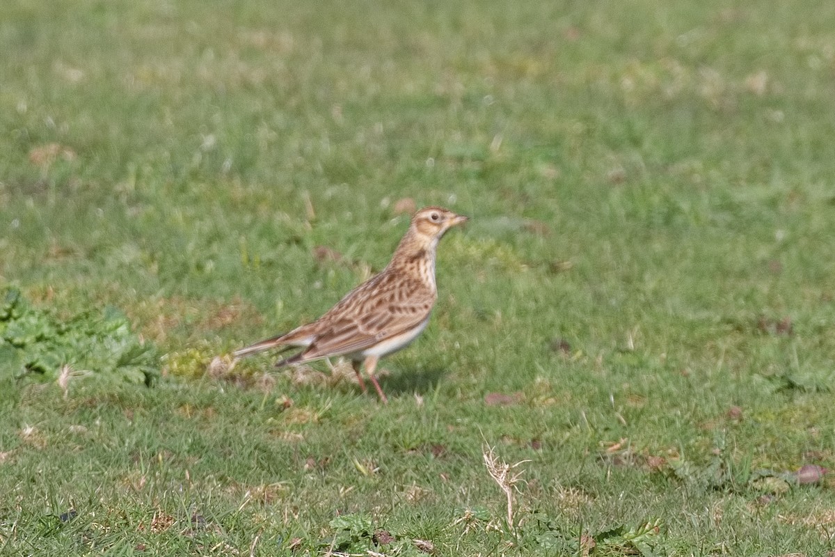 European Starling - ML615636331