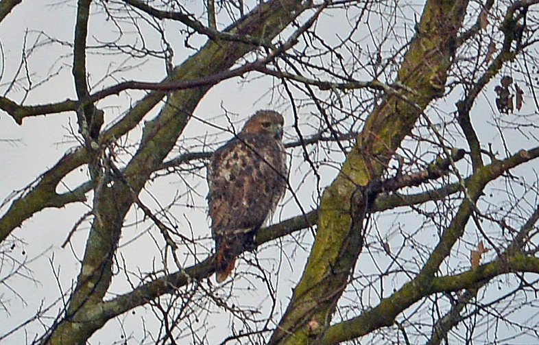 Red-tailed Hawk - Bill Telfair