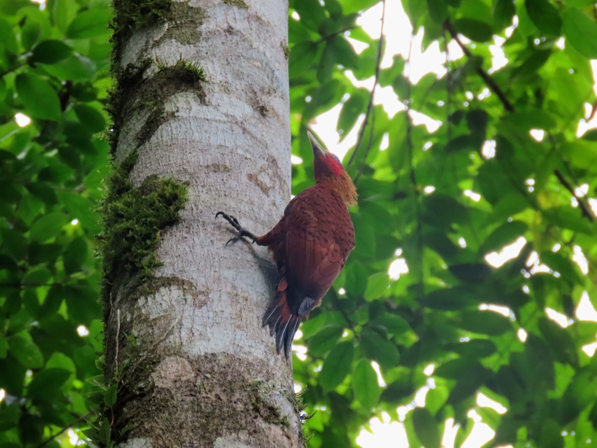 Chestnut-colored Woodpecker - ML615636355
