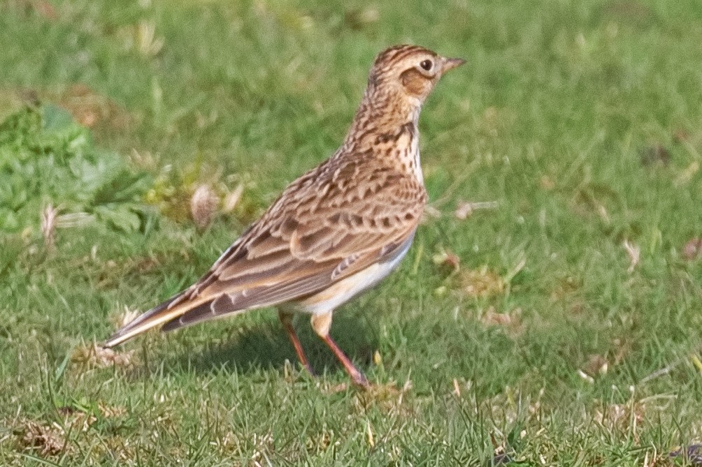 European Starling - ML615636356