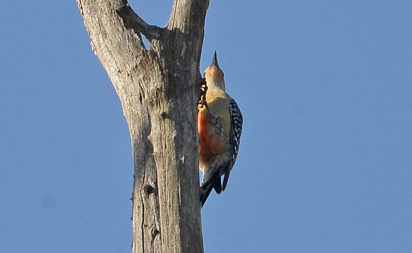 Red-bellied Woodpecker - Bill Telfair