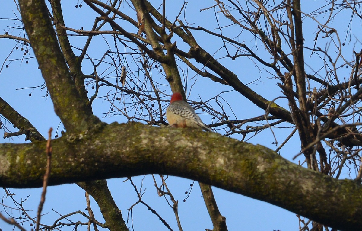 Red-bellied Woodpecker - Bill Telfair