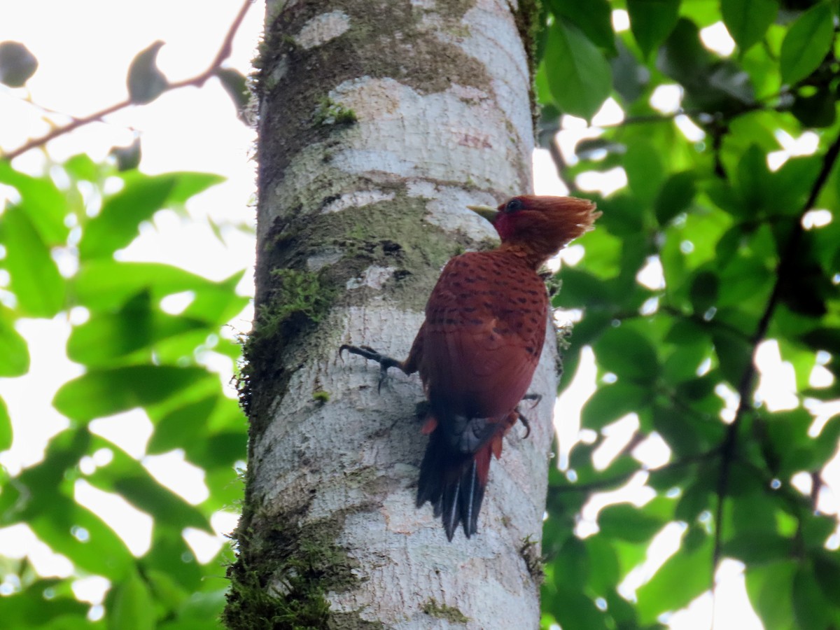 Chestnut-colored Woodpecker - ML615636368