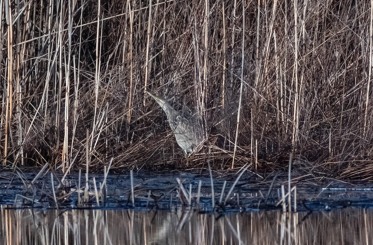 American Bittern - ML615636384