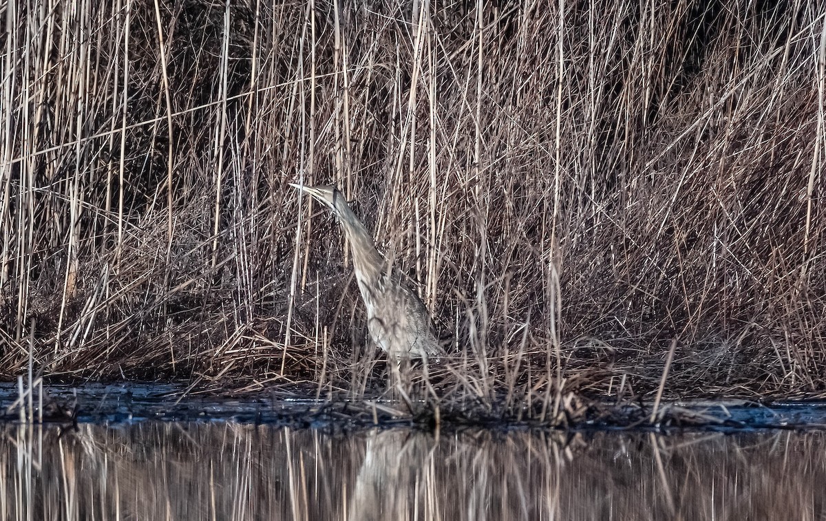 American Bittern - ML615636385