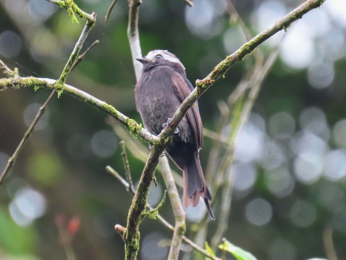 Long-tailed Tyrant - ML615636390