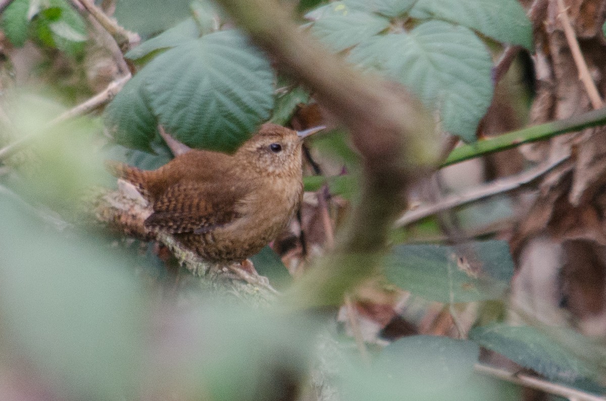 Pacific Wren - ML615636396