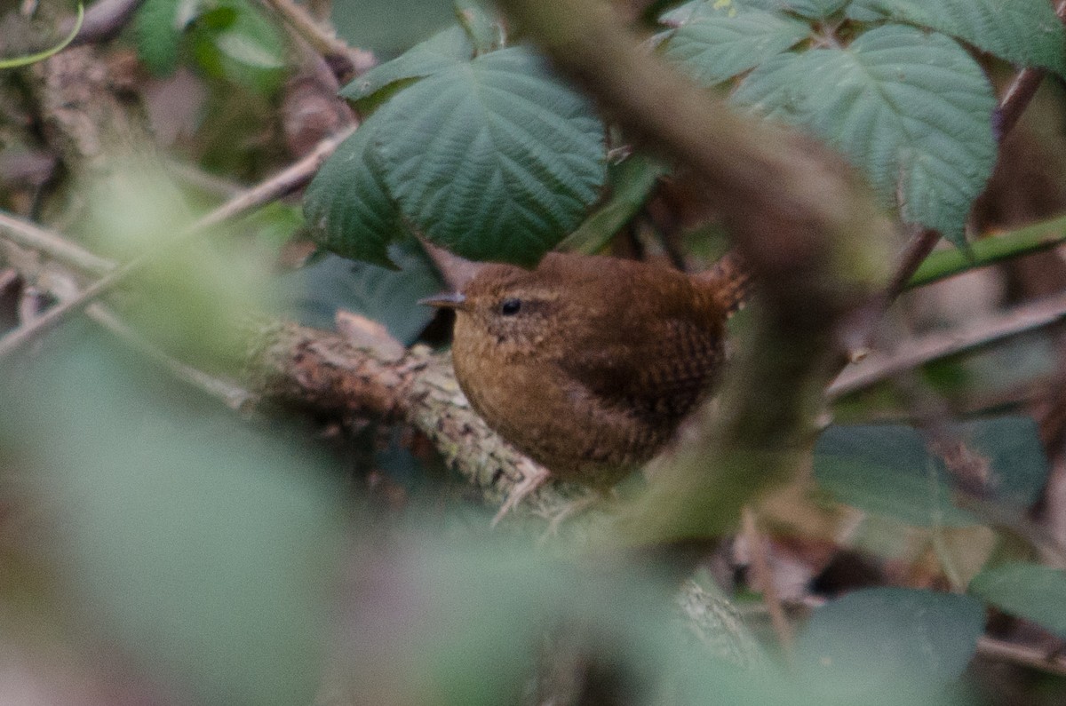 Pacific Wren - Frank Fogarty