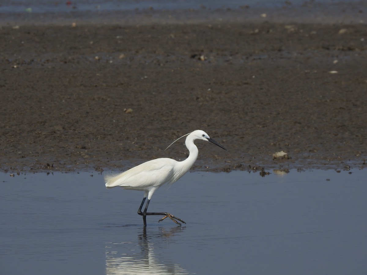 Little Egret - ML615636429