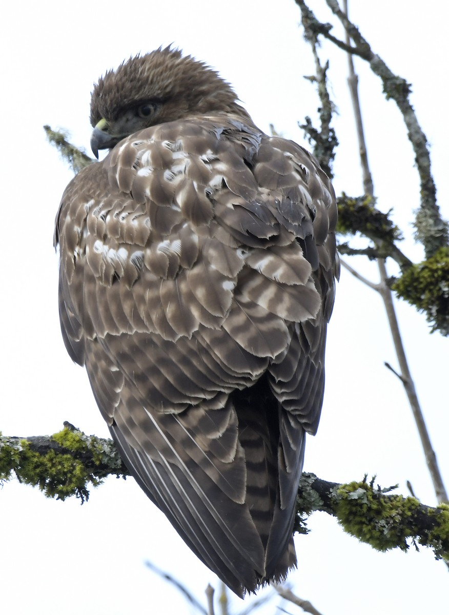 Red-tailed Hawk - ML615636432