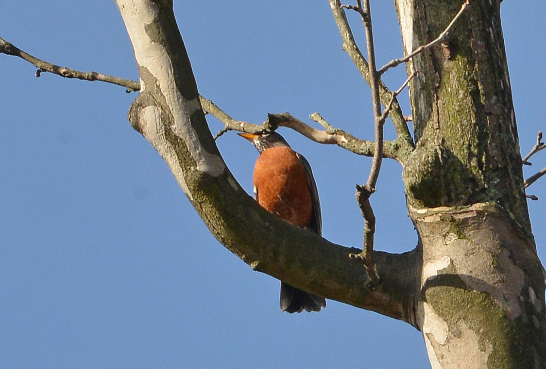 American Robin - ML615636433