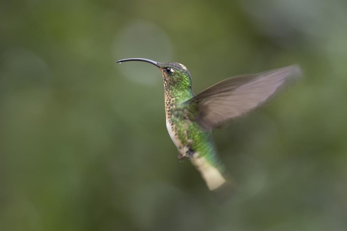 kolibřík aksamitový - ML615636440