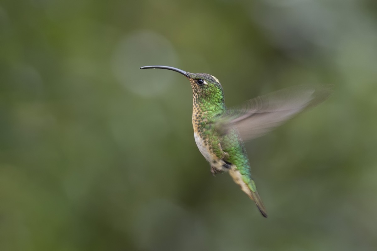 kolibřík aksamitový - ML615636442